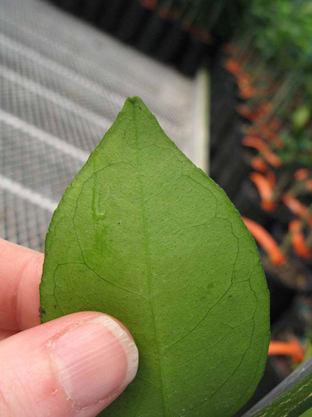              Margin (Phillip Rucks Citrus Nursery, Frostproof, FL)       